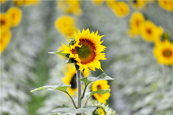 更無柳絮因風(fēng)起，惟有葵花向日傾，向日葵的美，絢麗奪目。1.jpg