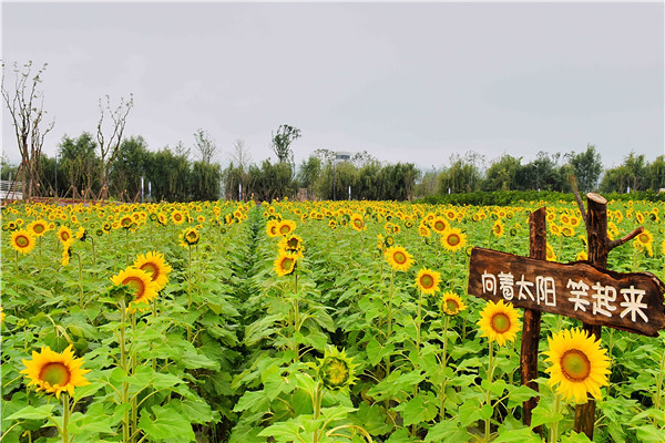 向日葵笑意盈盈地看著太陽，拼命地展現(xiàn)自己剛帶上的金黃色衣裳。1.jpg
