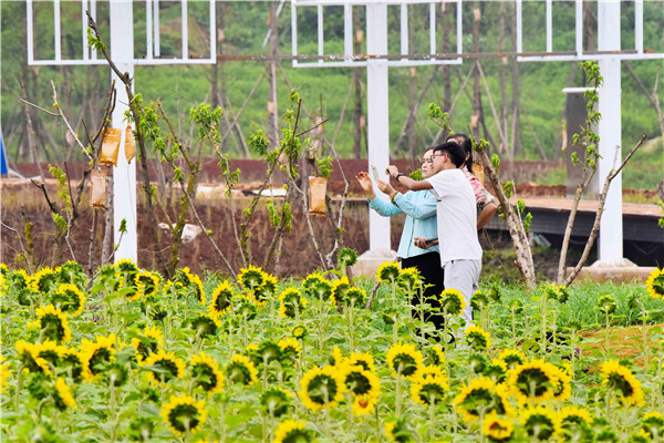 花田里，與向日葵來一場(chǎng)美麗的邂逅。.jpg