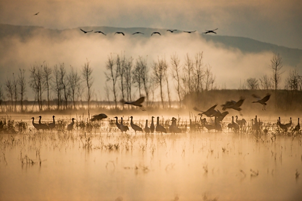 12 湖光秋暈兩相和，翩翩起舞黑頸鶴_副本.jpg