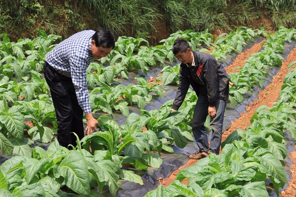 圖為:羅家寬(左一)與烤煙科技員查看烤煙生長(zhǎng)情況 (2).jpg 圖為:羅家寬(左一)與烤煙科技員查看烤煙生長(zhǎng)情況 (2).jpg