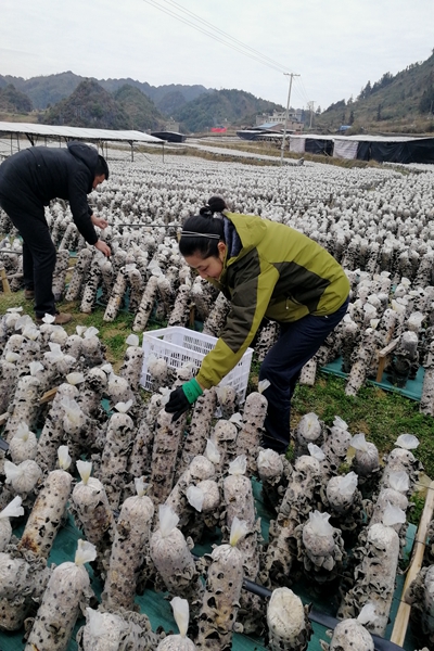 大寒迎豐收_副本.jpg 大寒迎豐收_副本.jpg