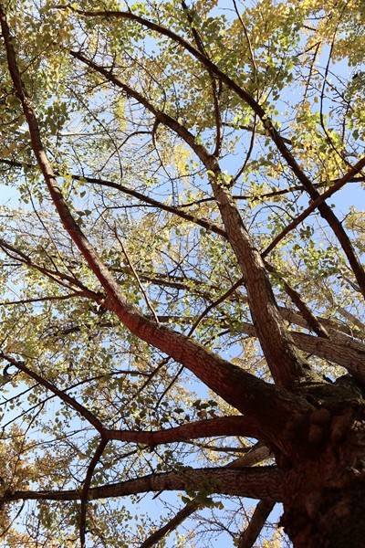 百年銀杏,百年樹人_副本.jpg 百年銀杏,百年樹人_副本.jpg