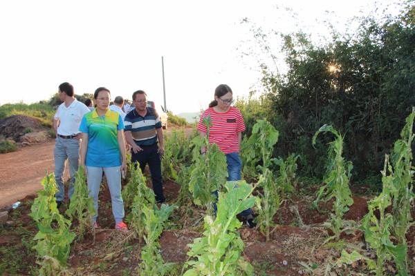 何局長到扶貧點查看田地冰雹災害情況1.jpg 何局長到扶貧點查看田地冰雹災害情況1.jpg