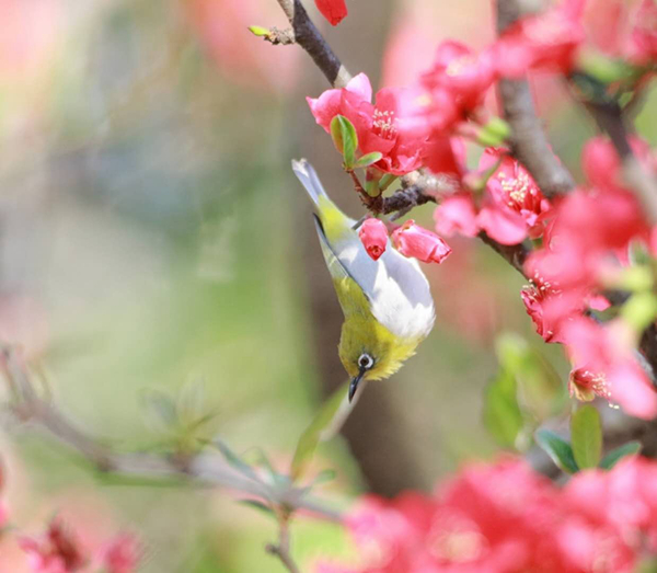 4.鳥啼花落暮春天，一遇斯晨一泫然 (2)_副本.jpg