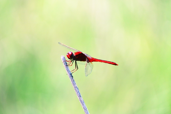 2驚蟄不覺春來到,已有蜻蜓立上頭_副本.jpg 2驚蟄不覺春來到,已有蜻蜓立上頭_副本.jpg