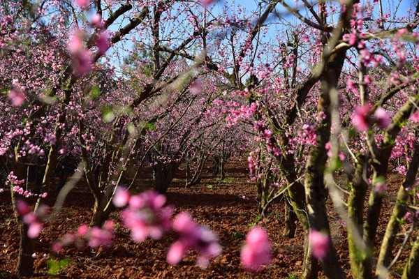 圖2:春野寂寂風細細_副本.jpg 圖2:春野寂寂風細細_副本.jpg