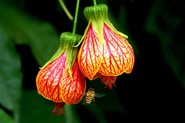 《勤》 楊東萍 拍攝地 五華區翠湖公園 電話:17787850196_副本.jpg 《勤》 楊東萍 拍攝地 五華區翠湖公園 電話:17787850196_副本.jpg