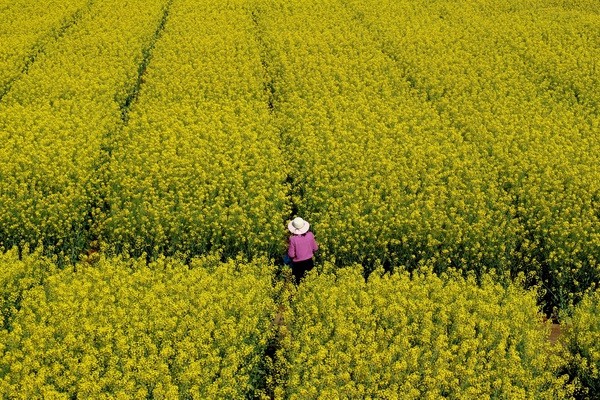 8、花海遨游 約會春天_副本.jpg