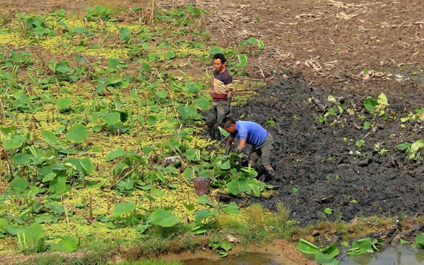 圖1:微雨綿綿催荷碧_副本.jpg 圖1:微雨綿綿催荷碧_副本.jpg