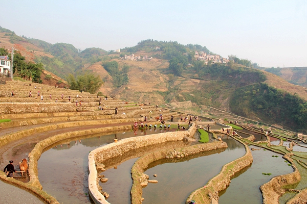 農(nóng)家兒女鬧秧耕  祈盼豐秋滿谷倉_副本.jpg