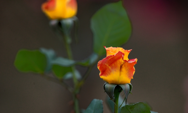 9_副本.jpg 9_副本.jpg