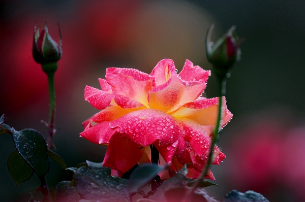 2_副本.jpg 2_副本.jpg