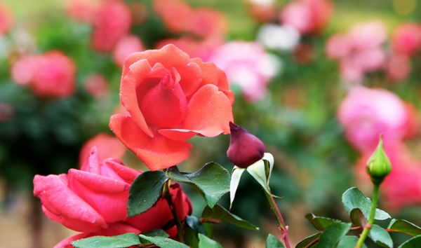 1_副本.jpg 1_副本.jpg