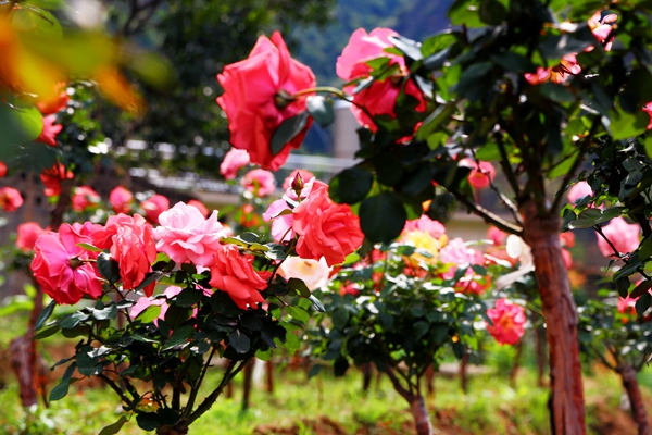 10_副本.jpg 10_副本.jpg