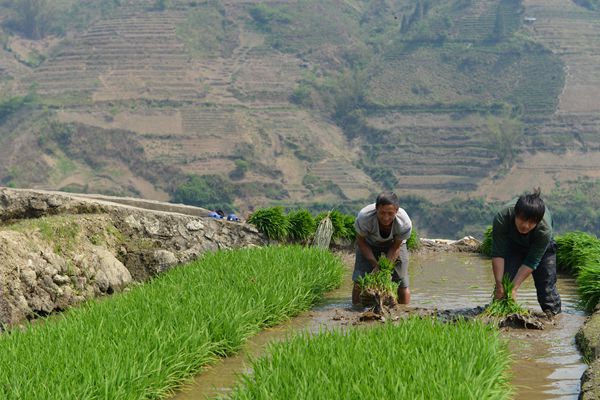 人生的一畝田_副本.jpg 人生的一畝田_副本.jpg