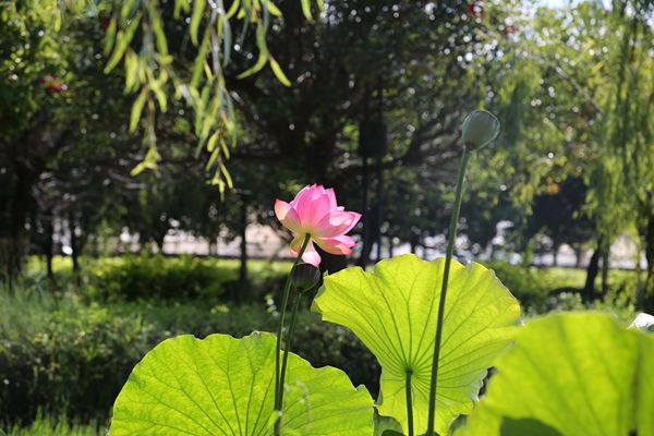 荷立清塘間,夏風十里斜_副本.jpg 荷立清塘間,夏風十里斜_副本.jpg