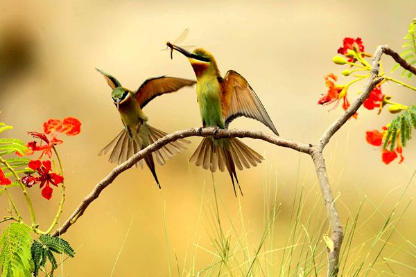 【紀檢人鏡頭】夏至:仲夏來雙栗喉蜂虎,飛到花間朝暮相見(沾益)_副本.jpg 【紀檢人鏡頭】夏至:仲夏來雙栗喉蜂虎,飛到花間朝暮相見(沾益)_副本.jpg