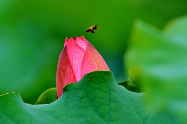 夏至荷花正開時_副本.jpg 夏至荷花正開時_副本.jpg