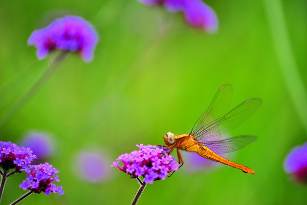 似識花爛漫,悄然花間落_副本.jpg 似識花爛漫,悄然花間落_副本.jpg