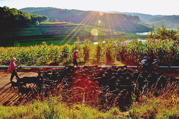 牧羊深山處,戴笠踏夕歸_副本.jpg 牧羊深山處,戴笠踏夕歸_副本.jpg