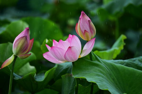 DSC_1135_副本.jpg DSC_1135_副本.jpg