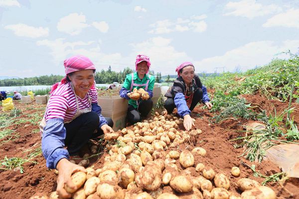 滇東薯香飄1_副本.jpg 滇東薯香飄1_副本.jpg