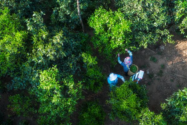 普洱_副本.jpg 普洱_副本.jpg