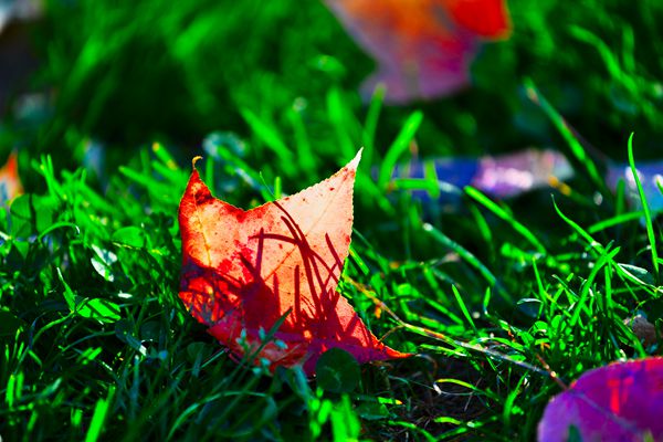 【紀(jì)檢人鏡頭】立秋  云南省昌寧縣紀(jì)委投稿(清風(fēng)撥云見(jiàn)余輝，楓葉如丹動(dòng)秋聲)_副本.jpg