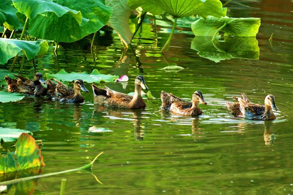 池水漸涼蟬唱稀，荷塘露黃野鴨游_副本.jpg