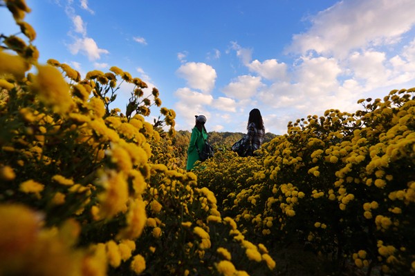 騰沖 賞菊_副本.jpg