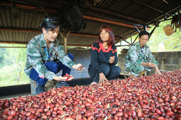 和當地群眾分揀草果 李莉(左一)_副本.jpg 和當地群眾分揀草果 李莉(左一)_副本.jpg