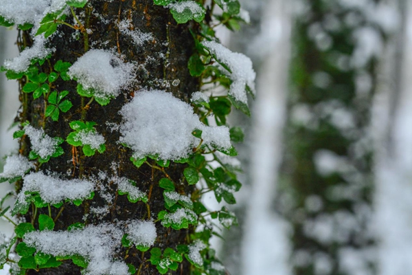 枝頭.jpg 枝頭.jpg