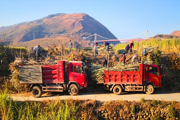 大車裝運“蔗滿箱”,蔗農心里“暖洋洋”。4.jpg 大車裝運“蔗滿箱”,蔗農心里“暖洋洋”。4.jpg