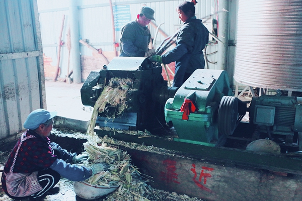 榨蔗成汁“第一步”,取其精華“留殘渣”。5_副本.jpg 榨蔗成汁“第一步”,取其精華“留殘渣”。5_副本.jpg