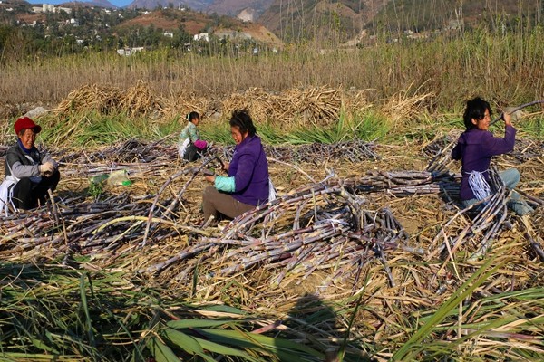 親朋好友“齊幫忙”,收割甘蔗“人氣旺”。3_副本.jpg 親朋好友“齊幫忙”,收割甘蔗“人氣旺”。3_副本.jpg