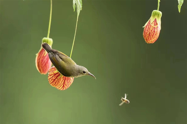 鳥囀蜂飛日漸長。（王寶光 攝）_副本.jpg