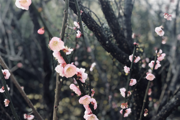 竹外桃花三兩枝（楊發麗  攝）_副本.jpg