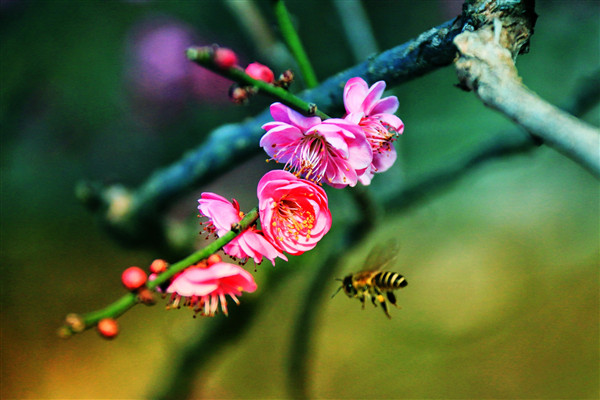 【紀檢人· 鏡頭】立春·除夕夜 + 楚雄市紀委_副本.jpg
