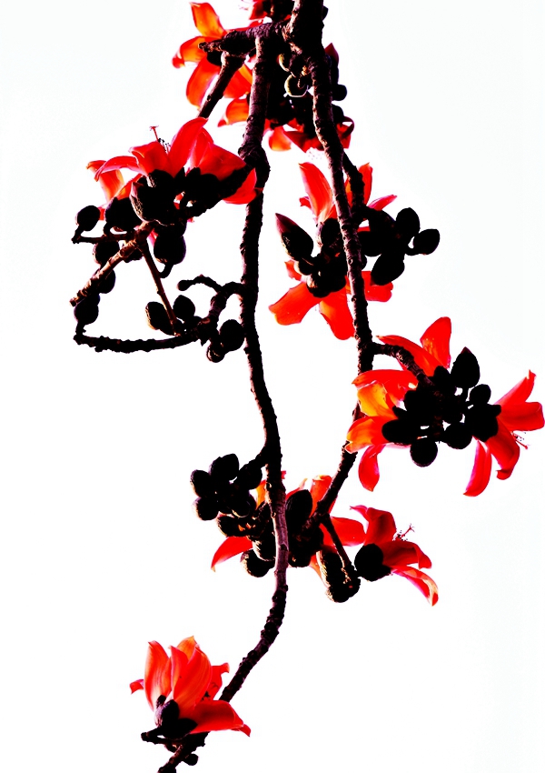 木棉花開1(陶立斌 攝)_副本.jpg 木棉花開1(陶立斌 攝)_副本.jpg