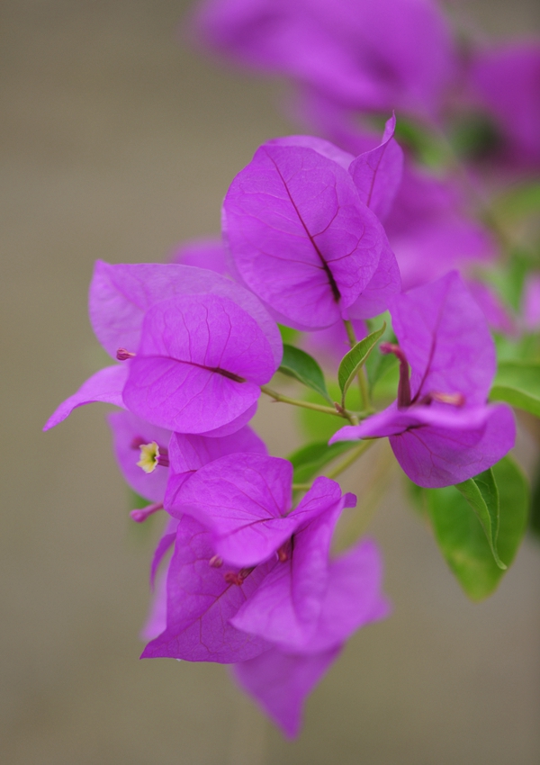 呂和義 攝影 (1905)_副本.jpg 呂和義 攝影 (1905)_副本.jpg
