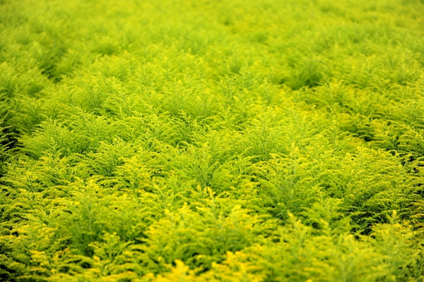 呂和義 攝影 (1765)_副本.jpg 呂和義 攝影 (1765)_副本.jpg