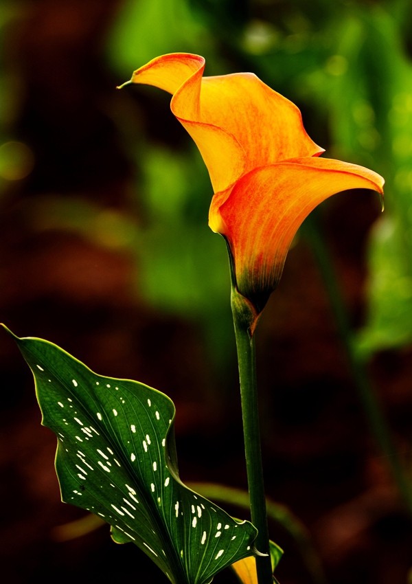 _DSC2358_副本.jpg _DSC2358_副本.jpg