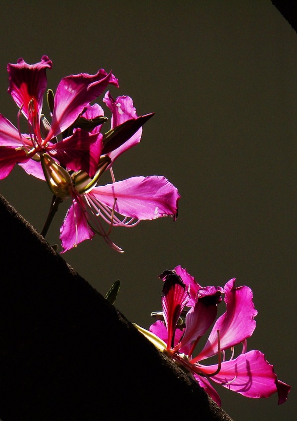 DSC01479_副本.jpg DSC01479_副本.jpg