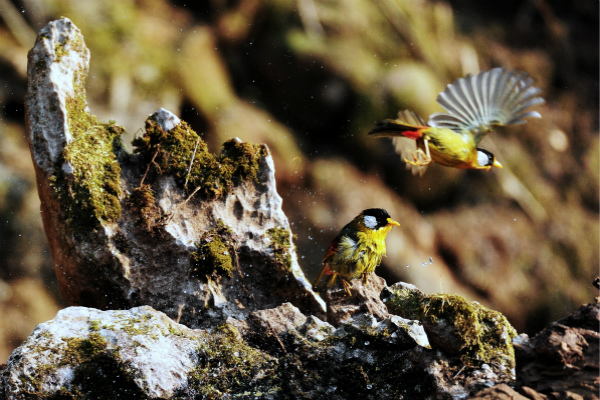 德宏芒市.jpg 德宏芒市.jpg