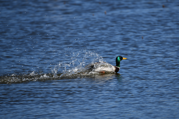 6麗江.png 6麗江.png