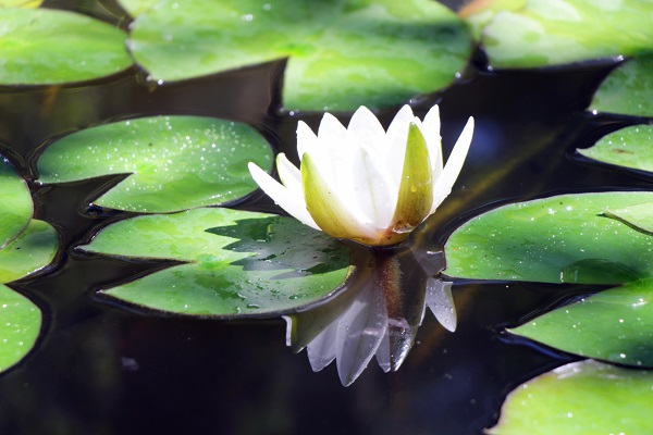 小滿時節蓮塘色 潔白無瑕俏佳人(農玉國 攝).jpg 小滿時節蓮塘色 潔白無瑕俏佳人(農玉國 攝).jpg