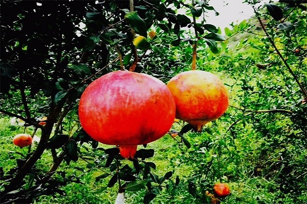 mZqLw7gryUl5JrRg0Qq2sf0h6XIUkr3fltby7mPR.jpeg mZqLw7gryUl5JrRg0Qq2sf0h6XIUkr3fltby7mPR.jpeg