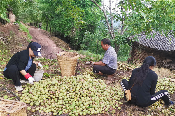 核桃大豐收（李燦美 攝）_副本.jpg
