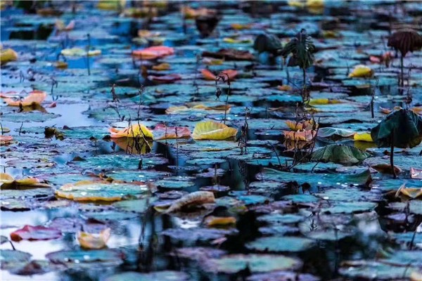 3.荷盡已無擎雨蓋，菊殘猶有傲霜枝。朱昌維 攝.jpg